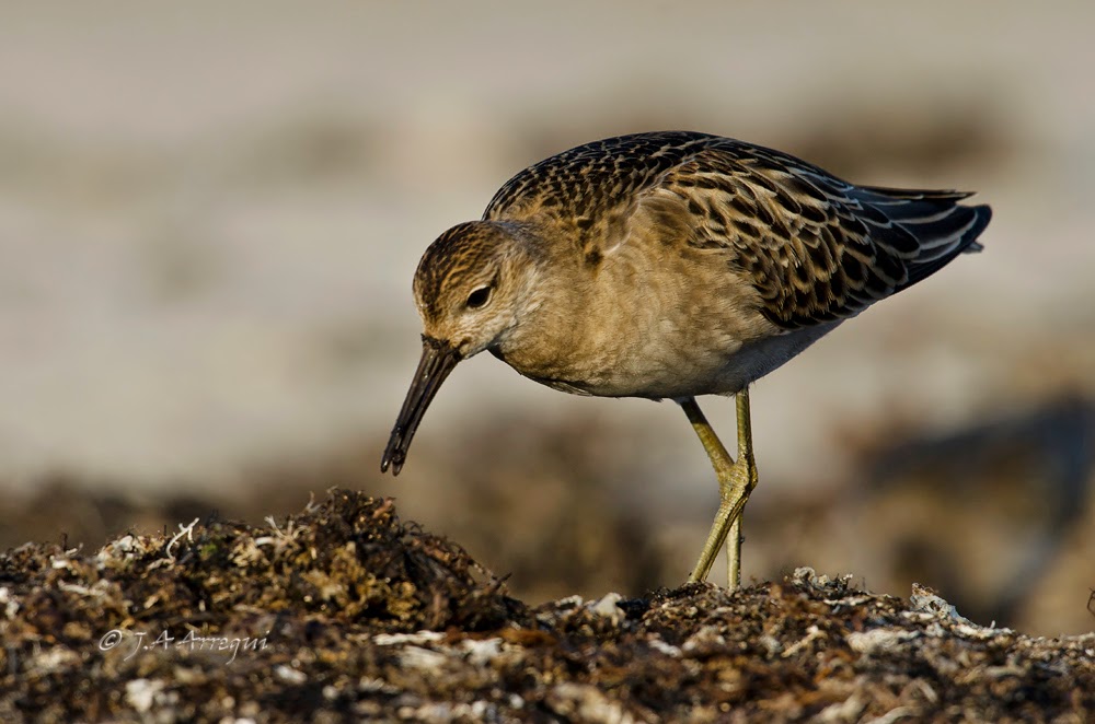 Combatiente, Philomachus pugnax, Ruff Combatiente, Philomachus pugnax, Ruff