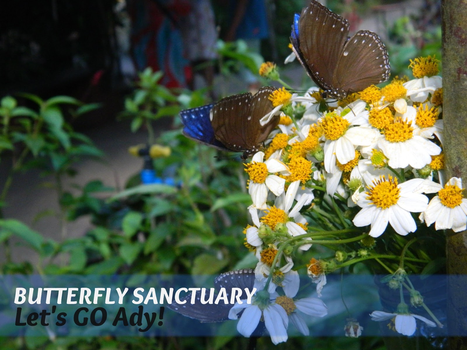 Let's GO! ady Bohol Butterfly Sanctuary