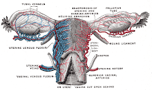 OVARY