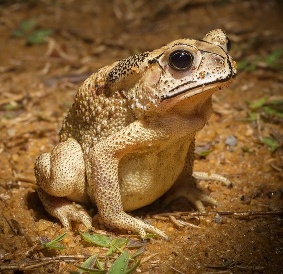 Toad a sacred animal