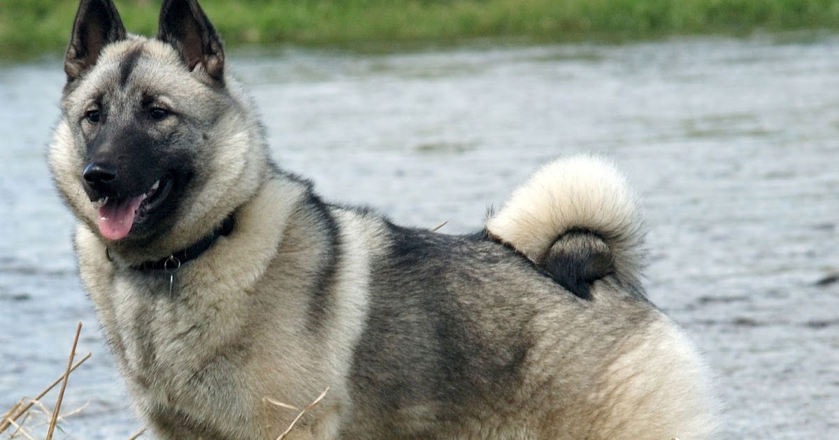 About Dog Norwegian Elkhound How Well Is Your Norwegian Elkhound Groomed?