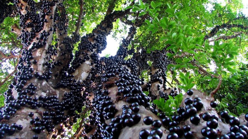 Arvore que produz a fruta da jabuticaba