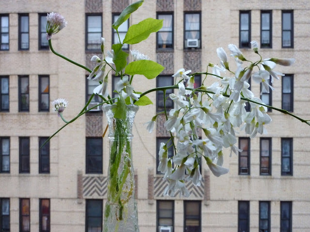 Yellowwood flowers and chive