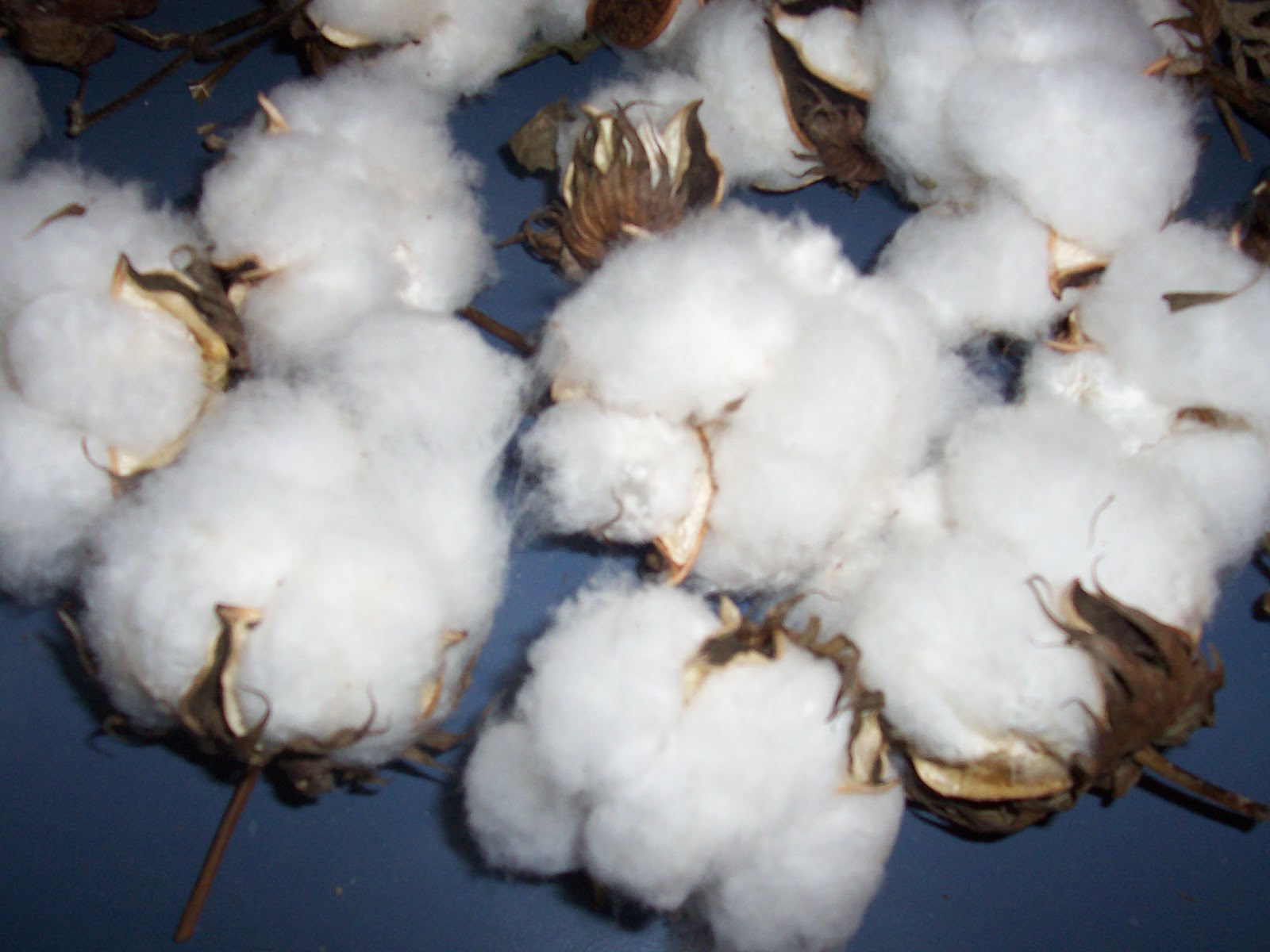 I Garden In Flip Flops You Can Grow Cotton in Southern Indiana!!!!!!!