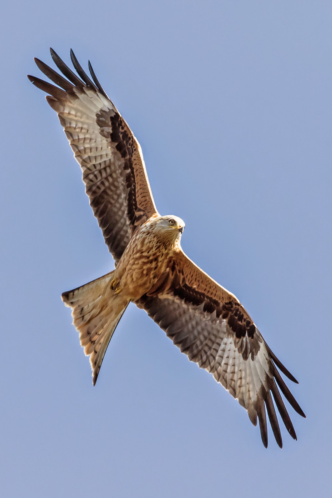 red kite master fund red kite master fund
