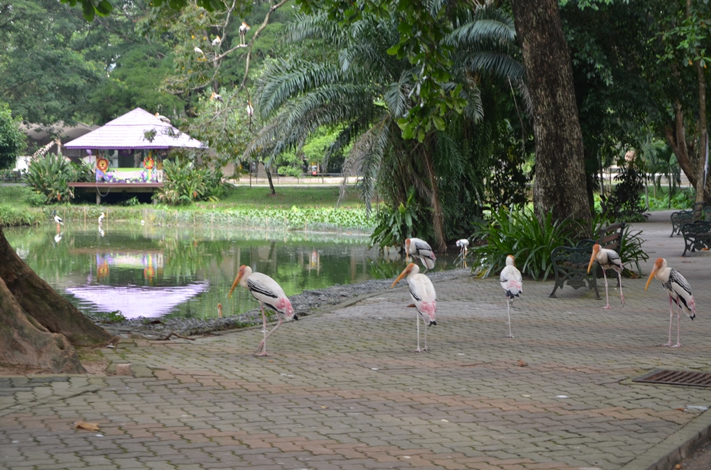 Shahzan hafiz Blog..: Zoo negara... Apa yang menarik.. dan Apa yang