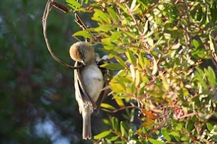 A natureza não acompanha a hierarquia do homem