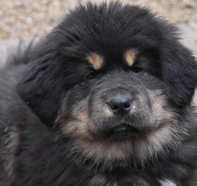 Most Expensive Dog Breed Maret 2014 - Lowongan Kerja 2014