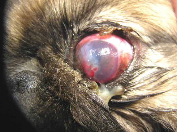 eye diseases in dogs eye diseases in dogs pictures to pin on pinsdaddy eye diseases in dogs eye diseases in dogs pictures to pin on pinsdaddy