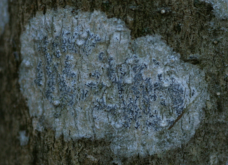 Distracted Naturalist White Spots on Trees