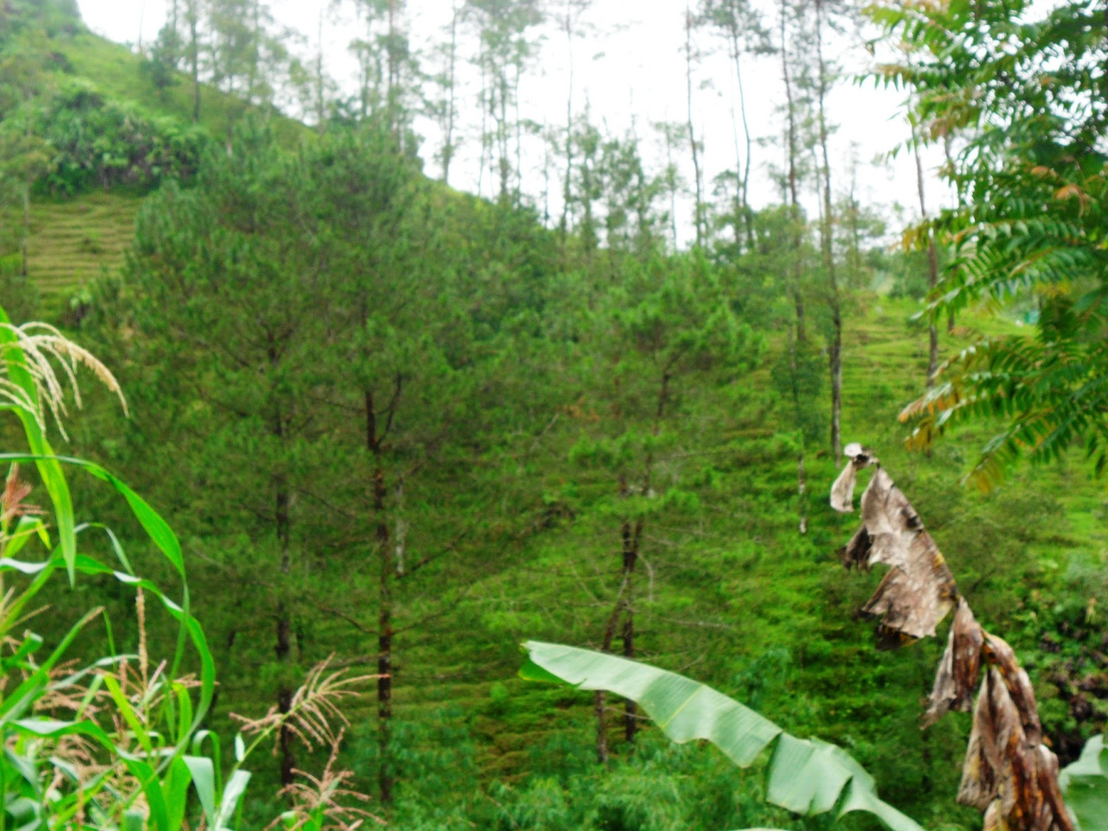 Pose bukit sembrani nuansa alam terjaga dan natural Desa