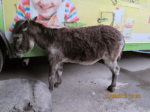 A donkey, the eternal beast of burden at the "Manali Bus Stop".