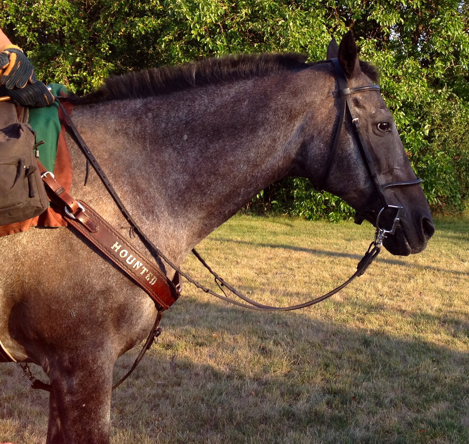 Karen Beeson Kane County Mounted Rangers