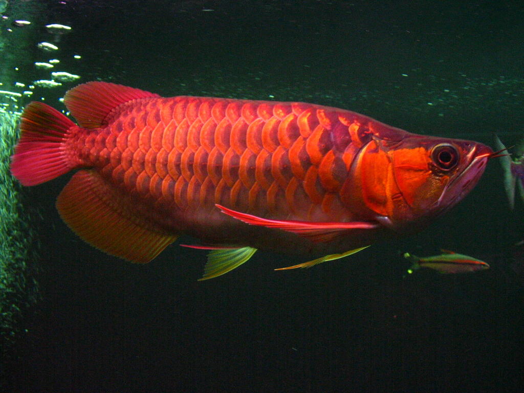 DRAGON FISH AROWANA: Several species of arowana