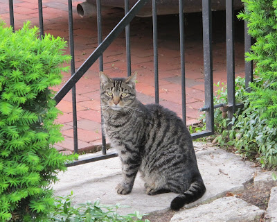 German Village kitty