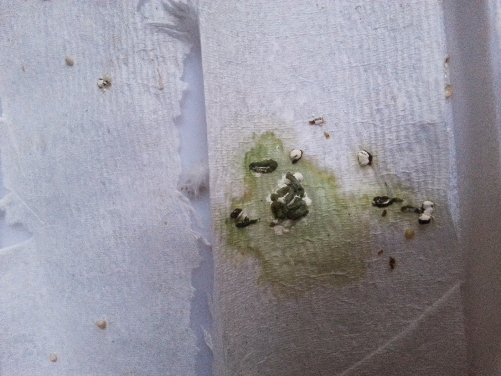 HELP BUDGIE POOP?! SICK?! Budgerigars Forum