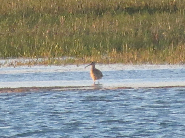 Hudsonian Whimbrel - West Sussex