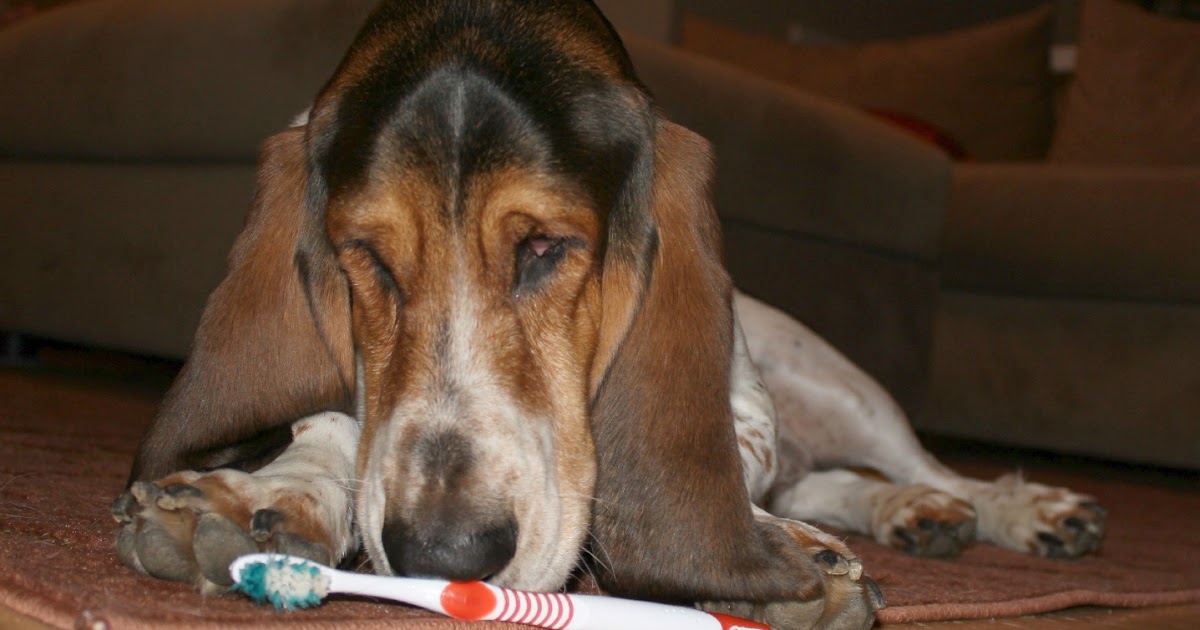 Total Basset Case Brush 'Em Brush 'Em