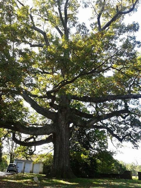 Unionville in the News: The London Grove Oak