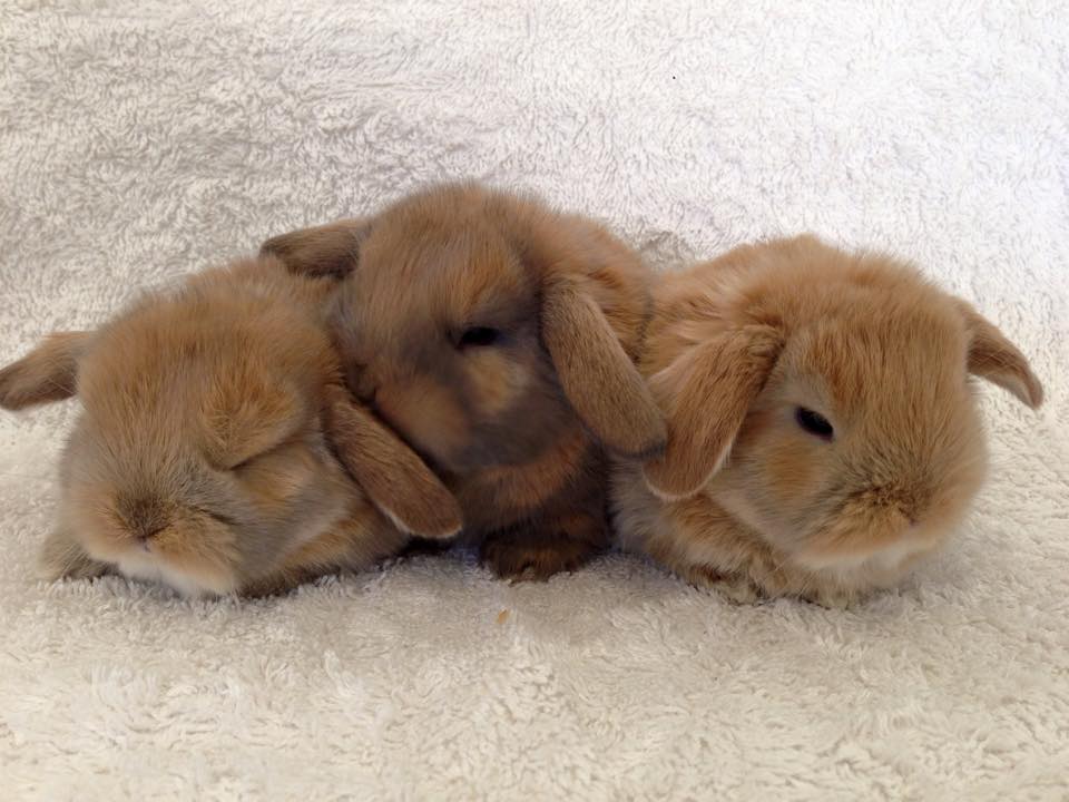 hollanda lop tavsani satilik lop tavsani denizli ucretli sahiplendirilecektir fiyat 100 tl 0534 962 19 66