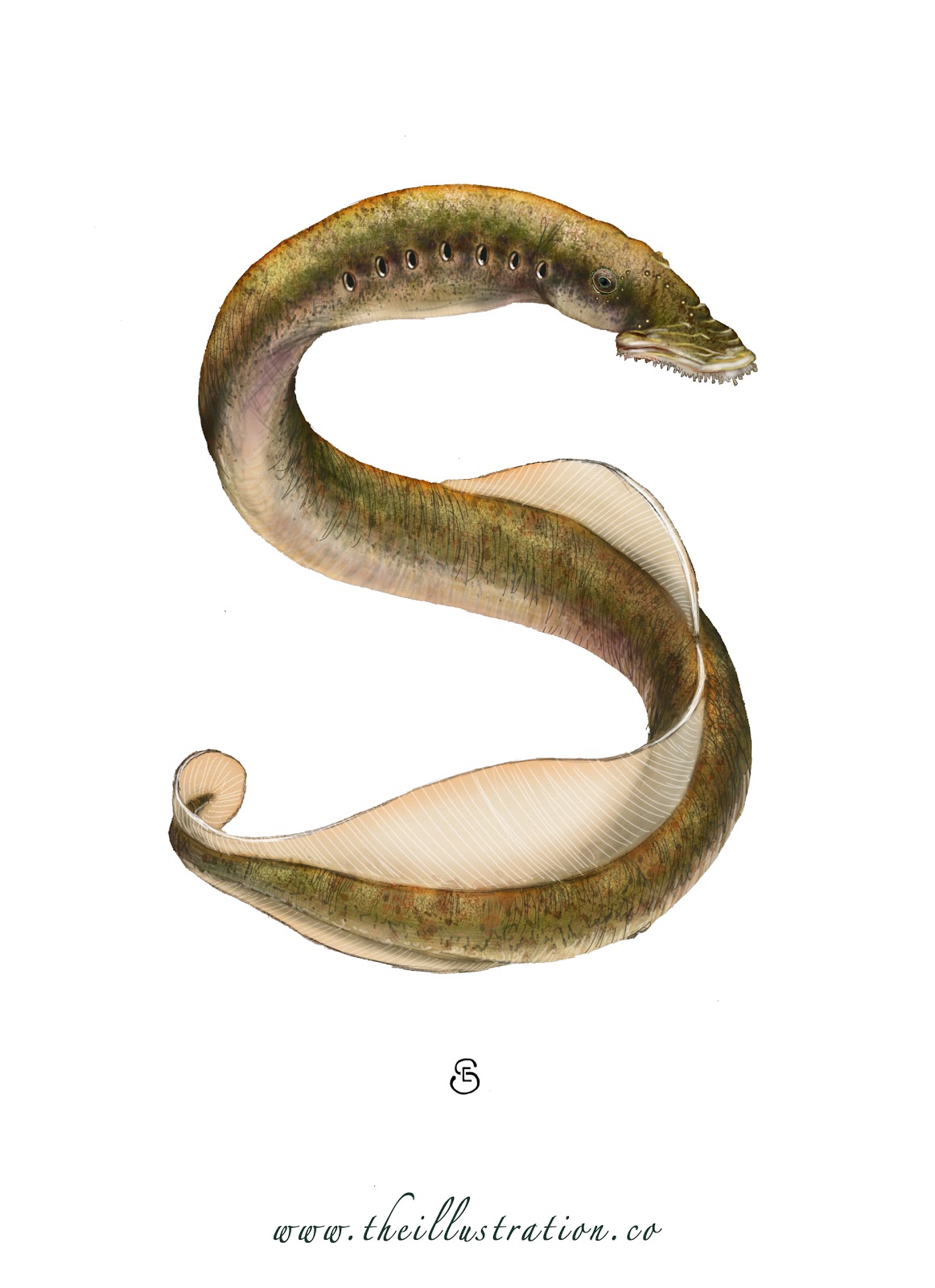 A Lamprey