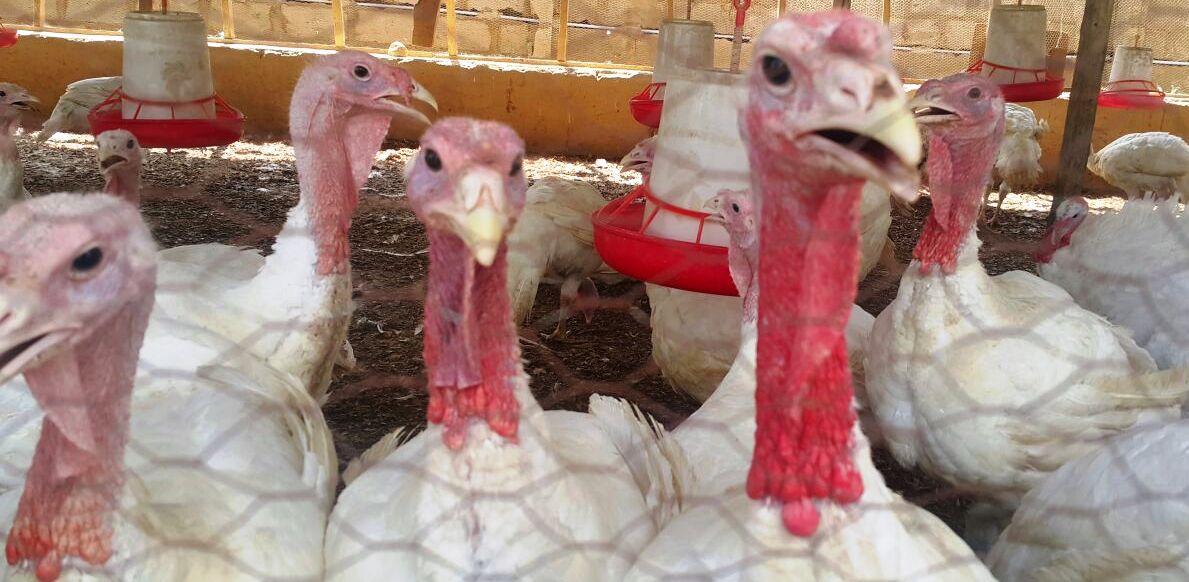 TURKEY PRODUCTION A VIABLE AGRIBUSINESS AGROPRENEURS ZONE