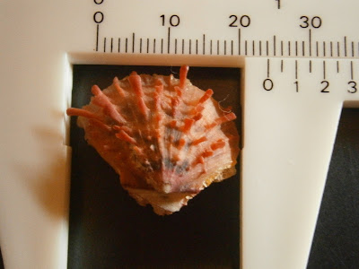 [Image: PB120150.JPG]