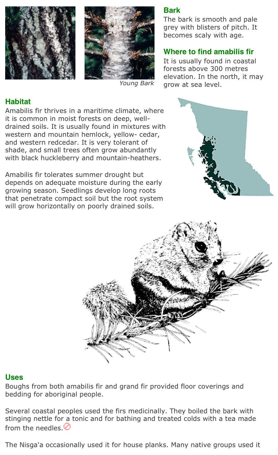 Vancouver Island Big Trees Identify Trees