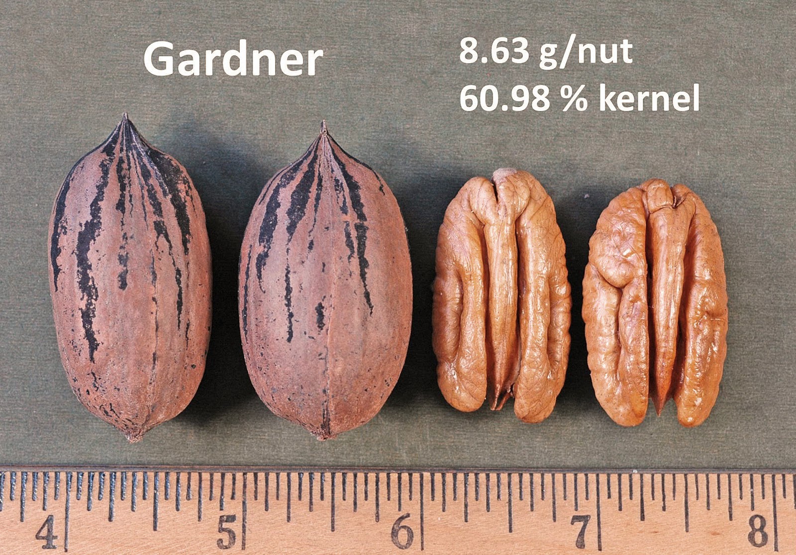 Northern Pecans Pecan Cultivars