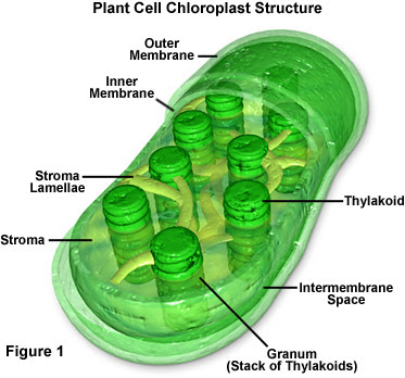 functions of chloroplast