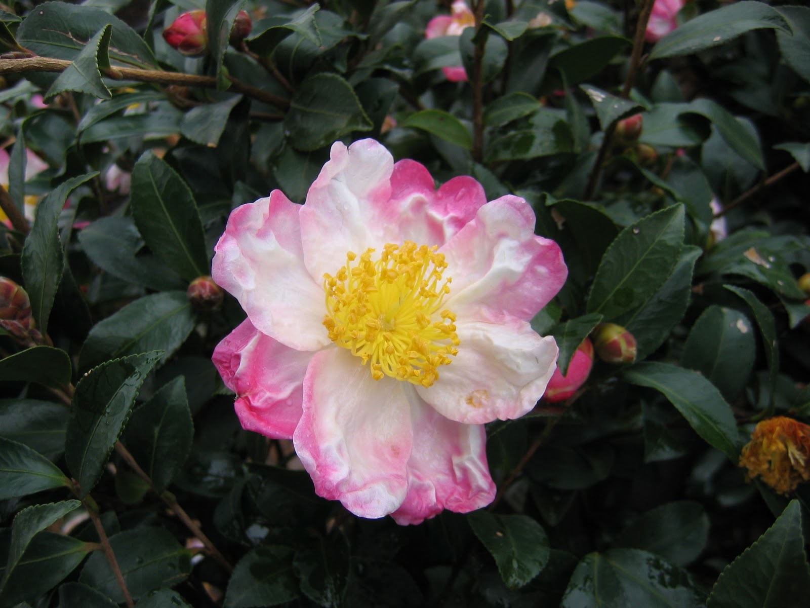Cold Hardy Camellias