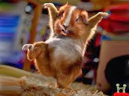 Top 10 funny animals wallpapers ~ Welcome To My Blog :)