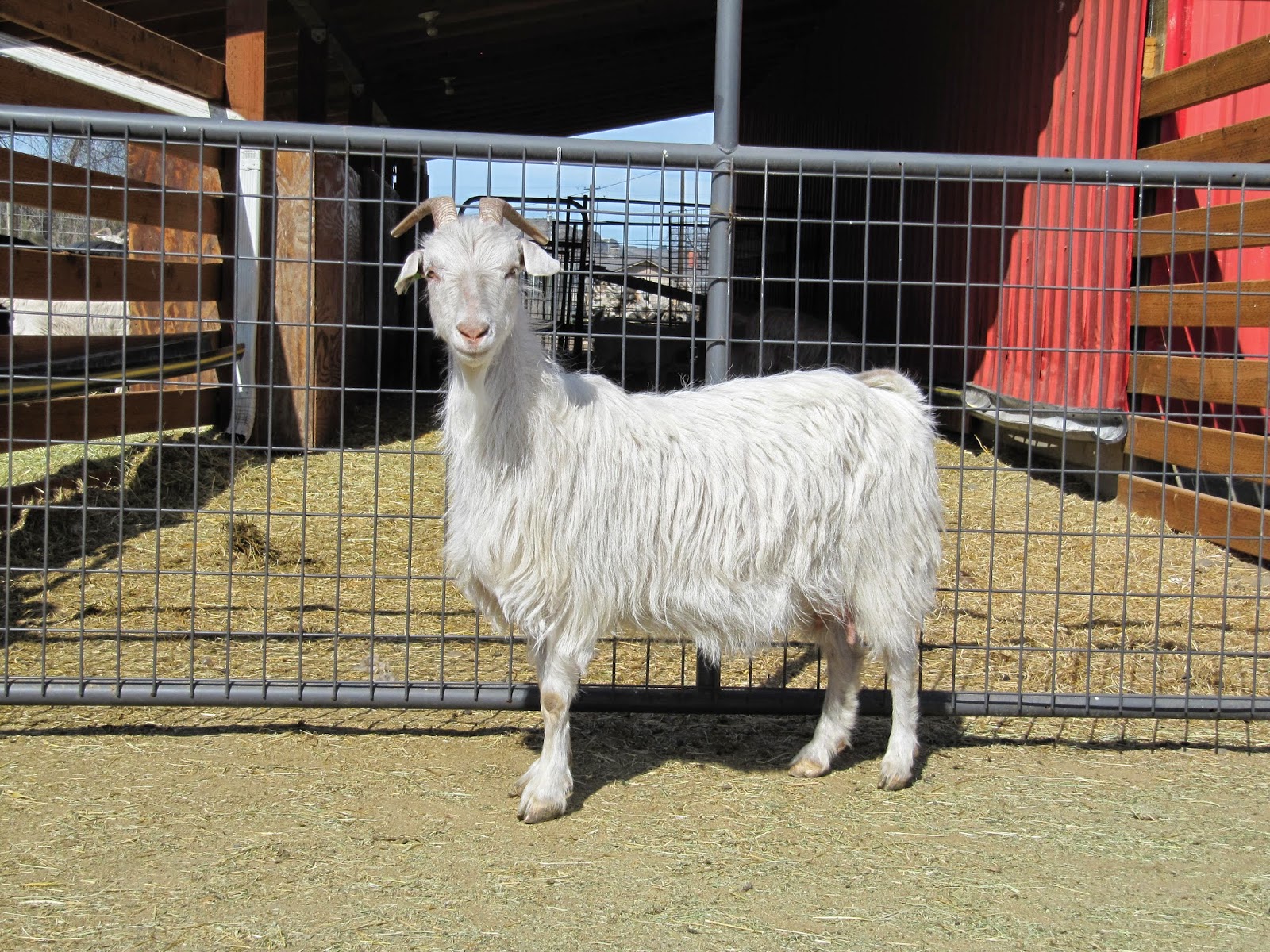 LIBERTY FARM CASHMERE GOATS CASHMERE GOATS FOR SALE
