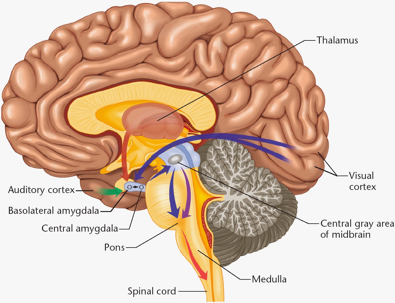 The Vinod Wadhawan Blog 117. Evolution of the Human Brain