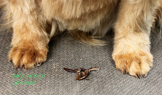 Grooming Your Furry Friend: December 2011