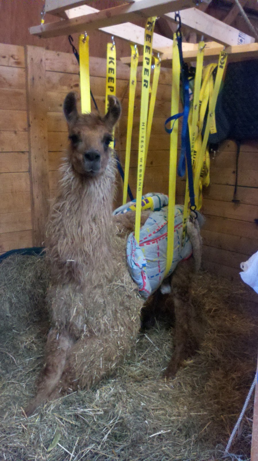 FarmLife LAMAS ON PARADE Making Hoists & Carts for Physical Therapy