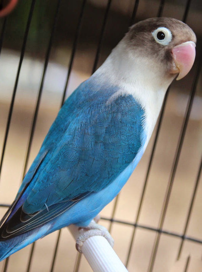 Love Bird Warna Biru