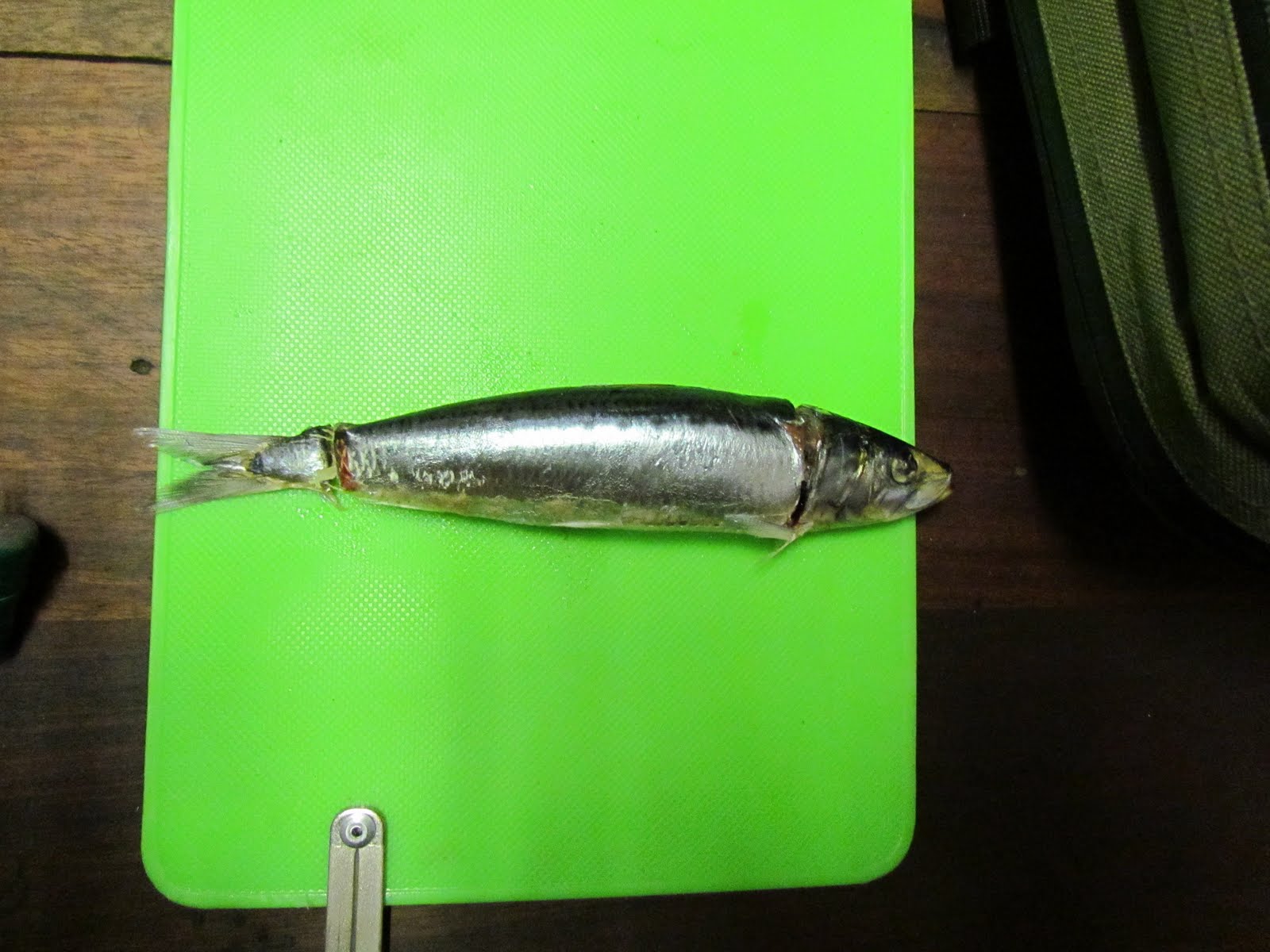 Angling Combination of chokka and sardine for kob bait