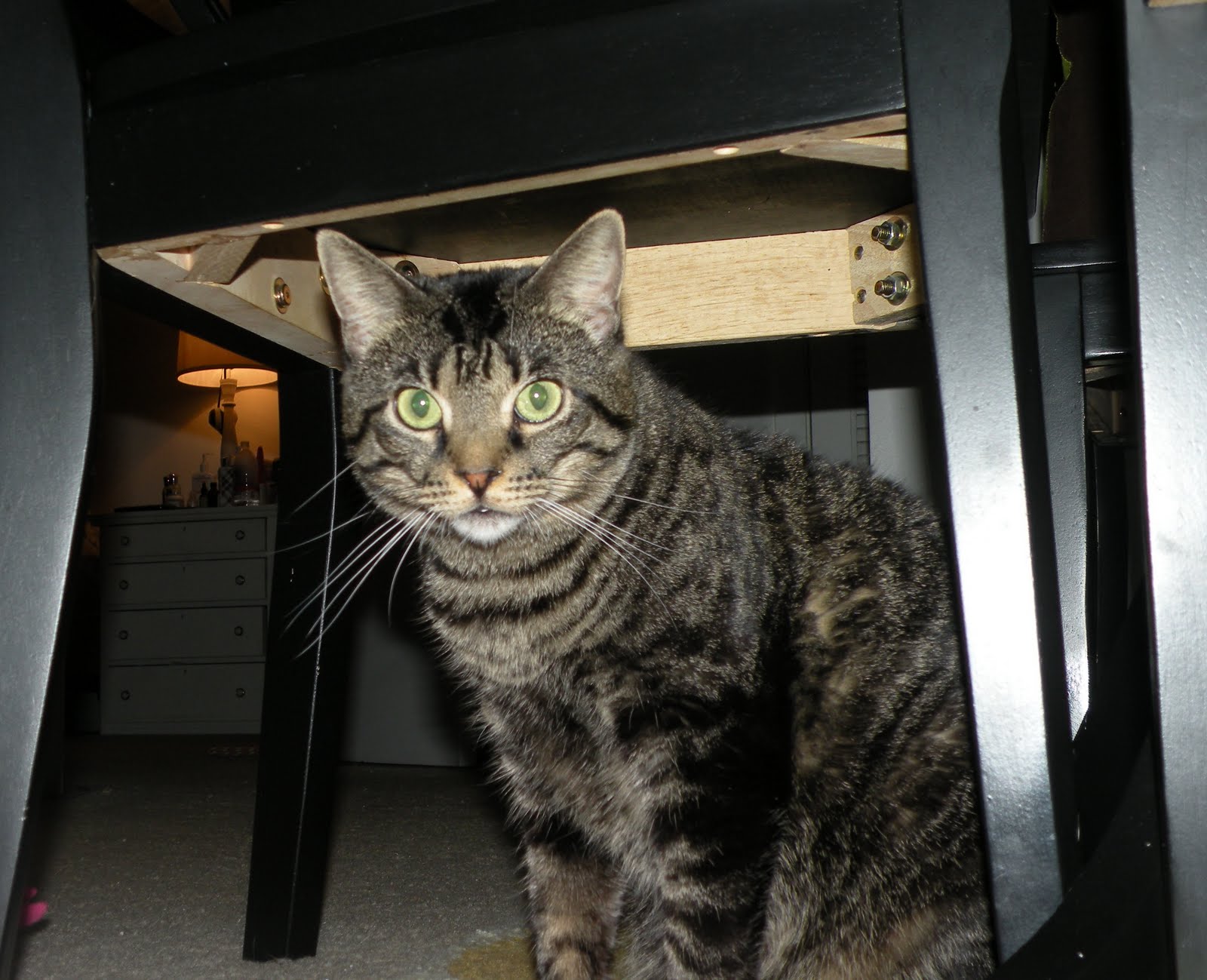 ZOMBIE CATS EATING PLANTS! 7 days, 7 Zombie Cats! Day 7 Roxy