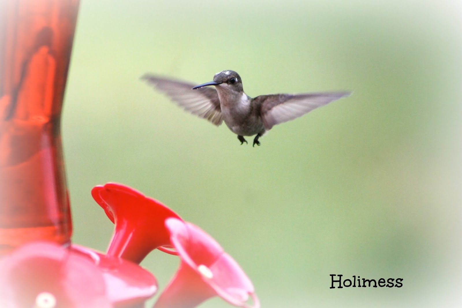 HoliMess The Hummingbird's Guide to Heart Health