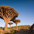 The Island Of Strange Plants - Socotra
