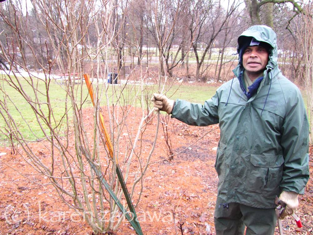Brueckner Rhododendron Gardens Rose Of Sharon How To Prune When To Prune