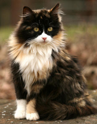 calico cats calico cats