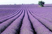 i luv lavender...