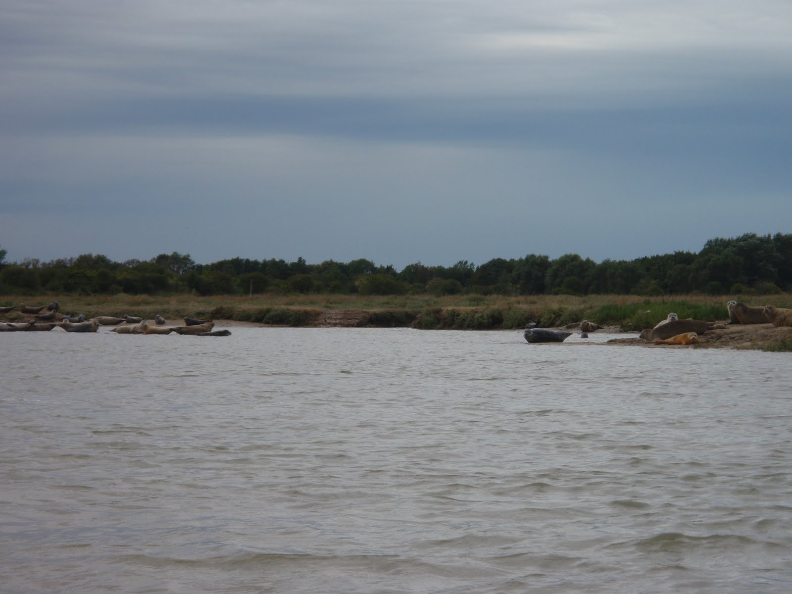 download Dehalogenation: Microbial Processes and Environmental Applications