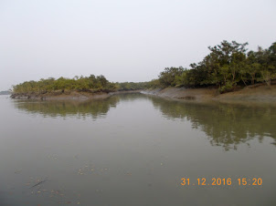 Tidal creek islands in the Sundarban Tiger reserve forests.