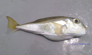 Arothron Reticularis