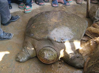 La extraña tortuga vietnamita - Rafetus Swinhoei - 1