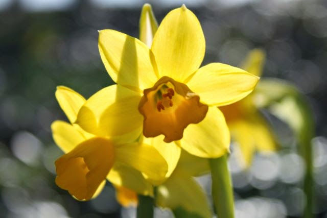 Filolle S Donekes Und Tuddelkram