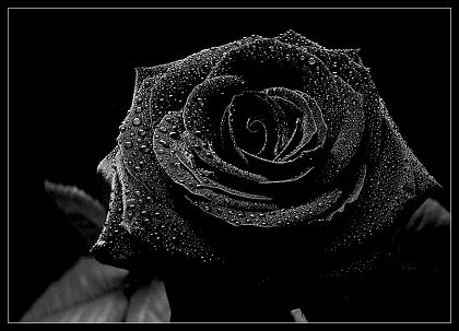 [Image: black+rose+(36).jpg]